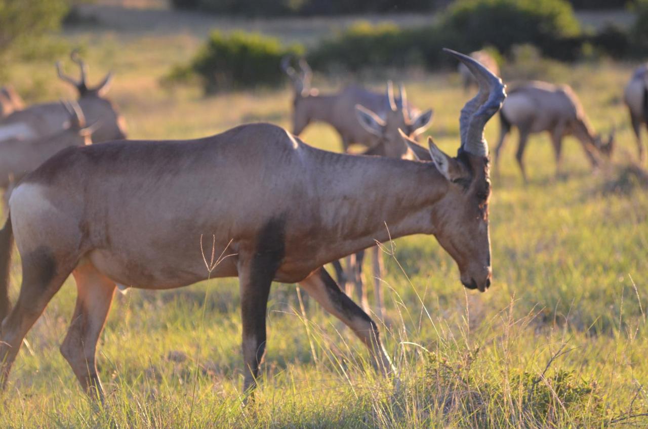 Lalibela Game Reserve Lentaba Safari Lodge Paterson Ngoại thất bức ảnh