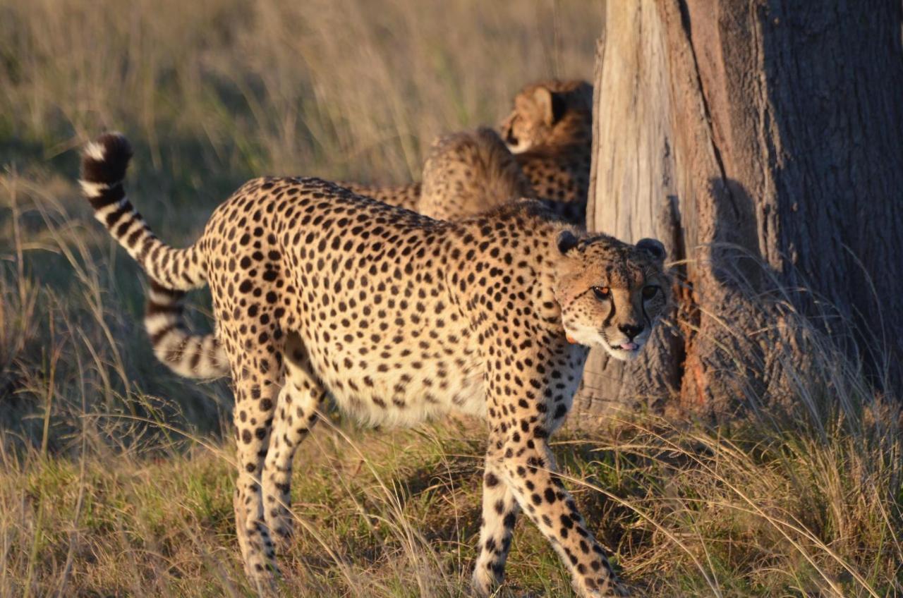 Lalibela Game Reserve Lentaba Safari Lodge Paterson Ngoại thất bức ảnh